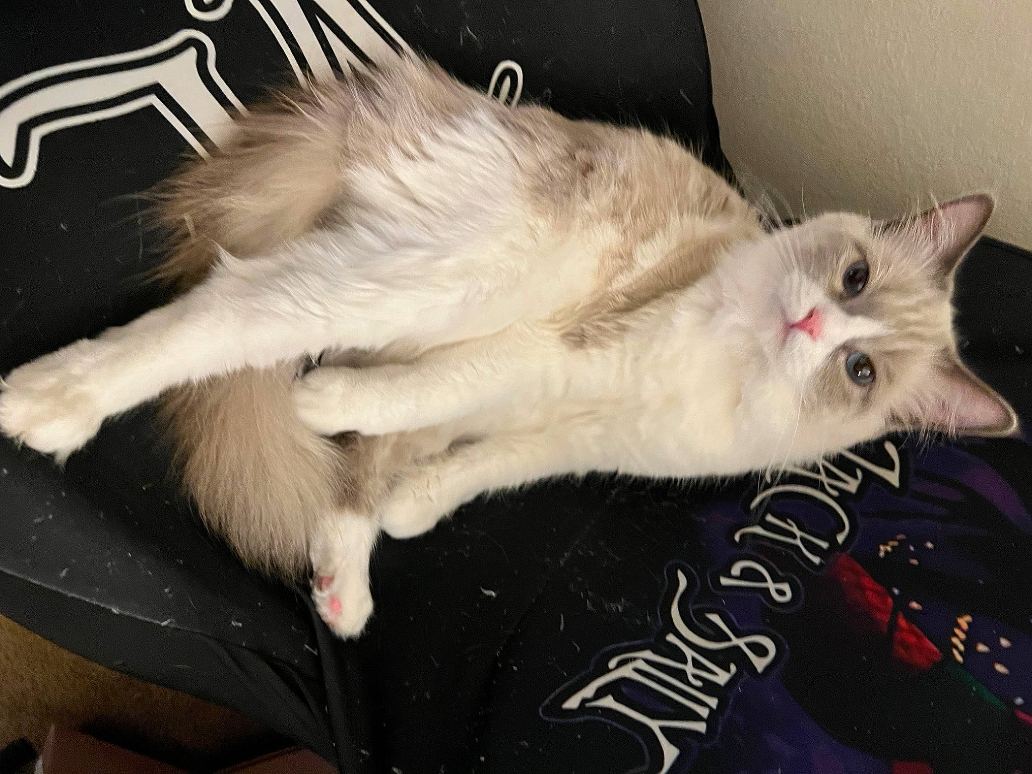 Kyra joined the competition — help win amazing prizes! carnivore, cat, claw, domestic_short_haired_cat, fang, felidae, fur, paw, small_to_medium_sized_cats, snout, tail, whiskers