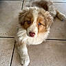 adorable, animal, blue_eyes, canine, companion, cute, dog, domestic_animal, fluffy, fur, indoor, laying_down, looking_up, pet, portrait, puppy, relaxed, tile_floor, white_and_brown, young_dog