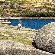Gaïa participe au concours pour gagner de l'argent avec cette photo : dog, lake, mountains, granite, rocks, boulders, landscape, outdoors, nature, wilderness, hiking, adventure, water, blue_water, rocky_terrain, shoreline, vegetation, sunny, scenic, travel