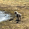 Gaïa a rejoint le concours — aidez-le/la à gagner de superbes lots ! dog, canine, pet, animal, standing, outdoors, shoreline, waterside, water, lake, rocky_ground, mud, sand, sunlight, reflection, nature, landscape, white_fur, brown_fur, outdoor_photography