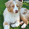 animal, backyard, blue_eyes, border_collie, brown_and_white, close_up, dog, floppy_ears, fluffy, garden, grass, lawn, long_fur, lying_down, outdoor, pet, pink_nose, portrait, puppy, sitting