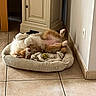 Gaïa participe au concours pour gagner de l'argent avec cette photo : dog, pet, sleeping, upside_down, belly_up, paws, relaxed, dog_bed, plush_toy, indoor, home, tile_floor, cabinet, wall, electrical_outlet, cozy, resting, brown_and_white, funny_pose, animal