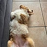 animal, belly_up, brown_and_white, cozy, cute, dog, fluffy, indoor, long_hair, lying_down, paws, pet, playful, portrait, puppy, relaxed, resting, sleeping, sofa, tile_floor