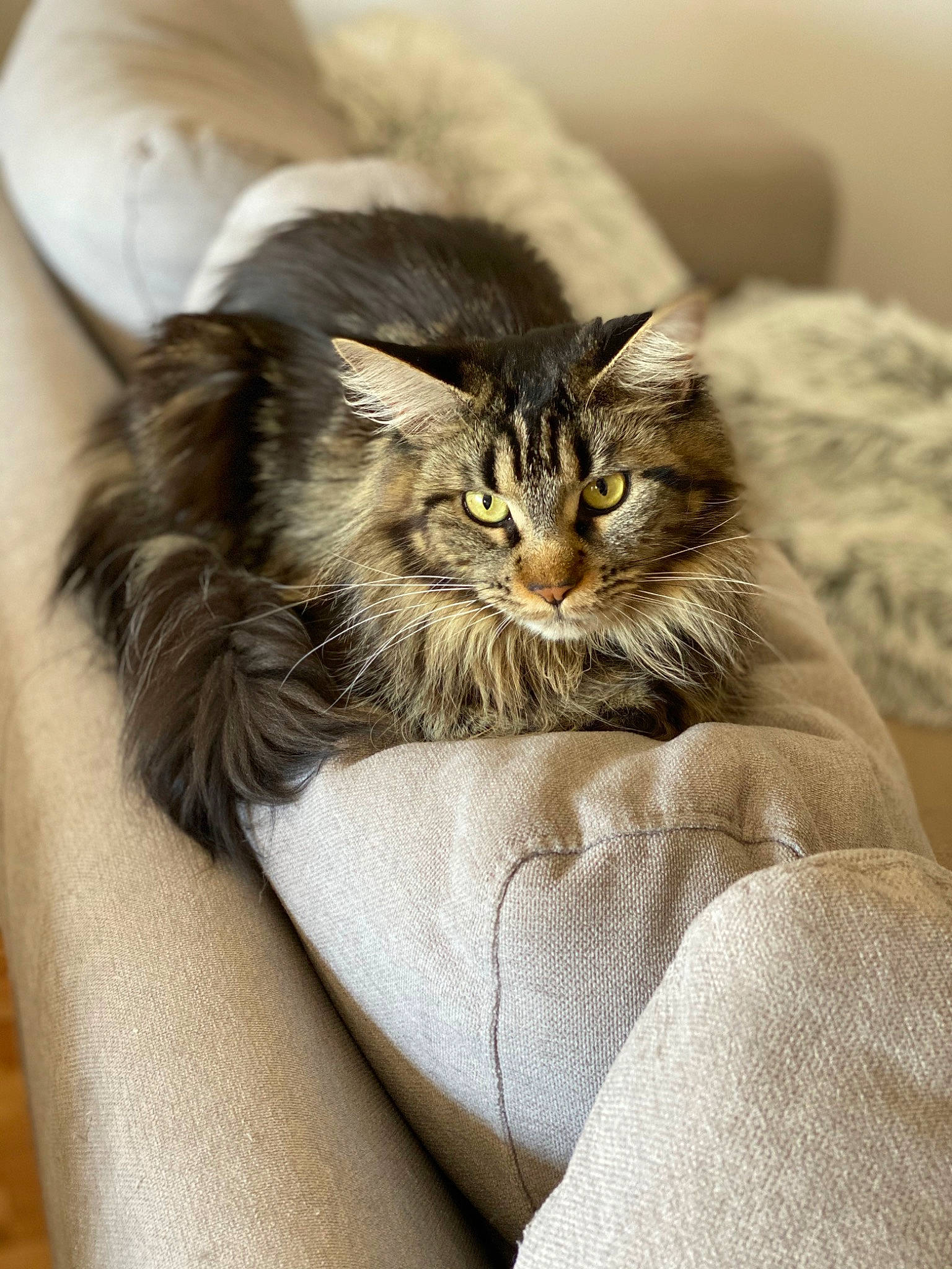 Opale participe au concours pour gagner de l'argent avec cette photo : bed, british_semi_longhair, carnivore, cat, comfort, domestic_long_haired_cat, felidae, fur, kitten, long_hair, maine_coon, mammal, norwegian_forest_cat, siberian, small_to_medium_sized_cats, tabby_cat, whiskers