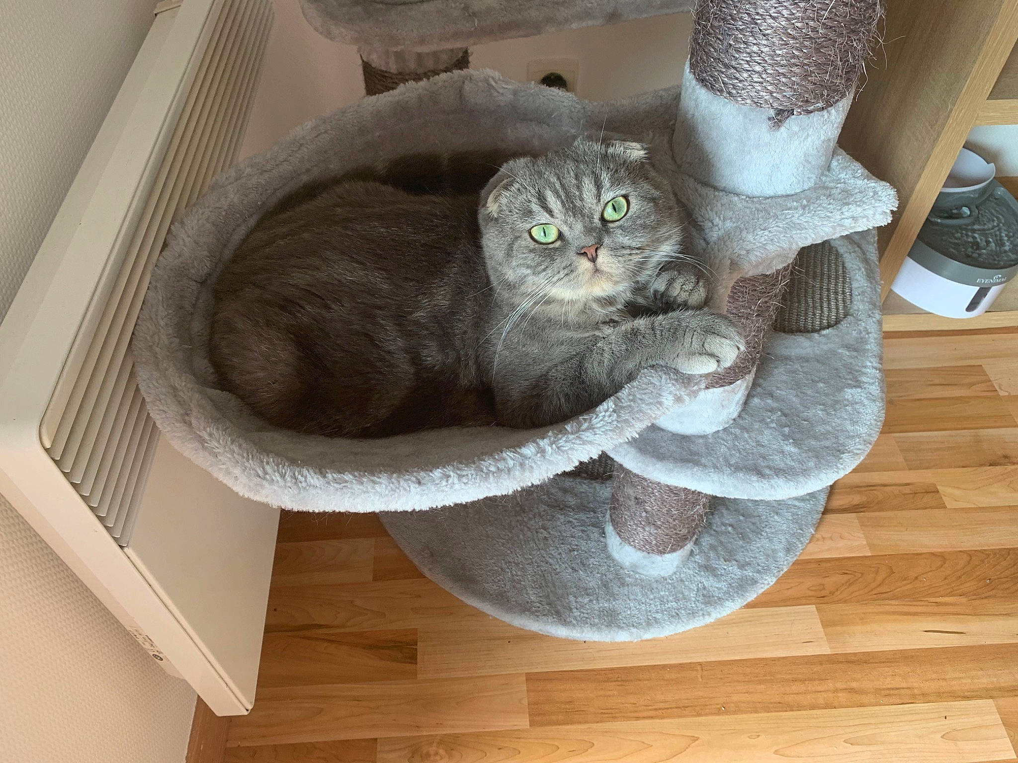 Opy participe au concours pour gagner de l'argent avec cette photo : british_shorthair, carnivore, cat, cat_bed, chartreux, domestic_short_haired_cat, european_shorthair, felidae, korat, nebelung, russian_blue, small_to_medium_sized_cats, whiskers, wood