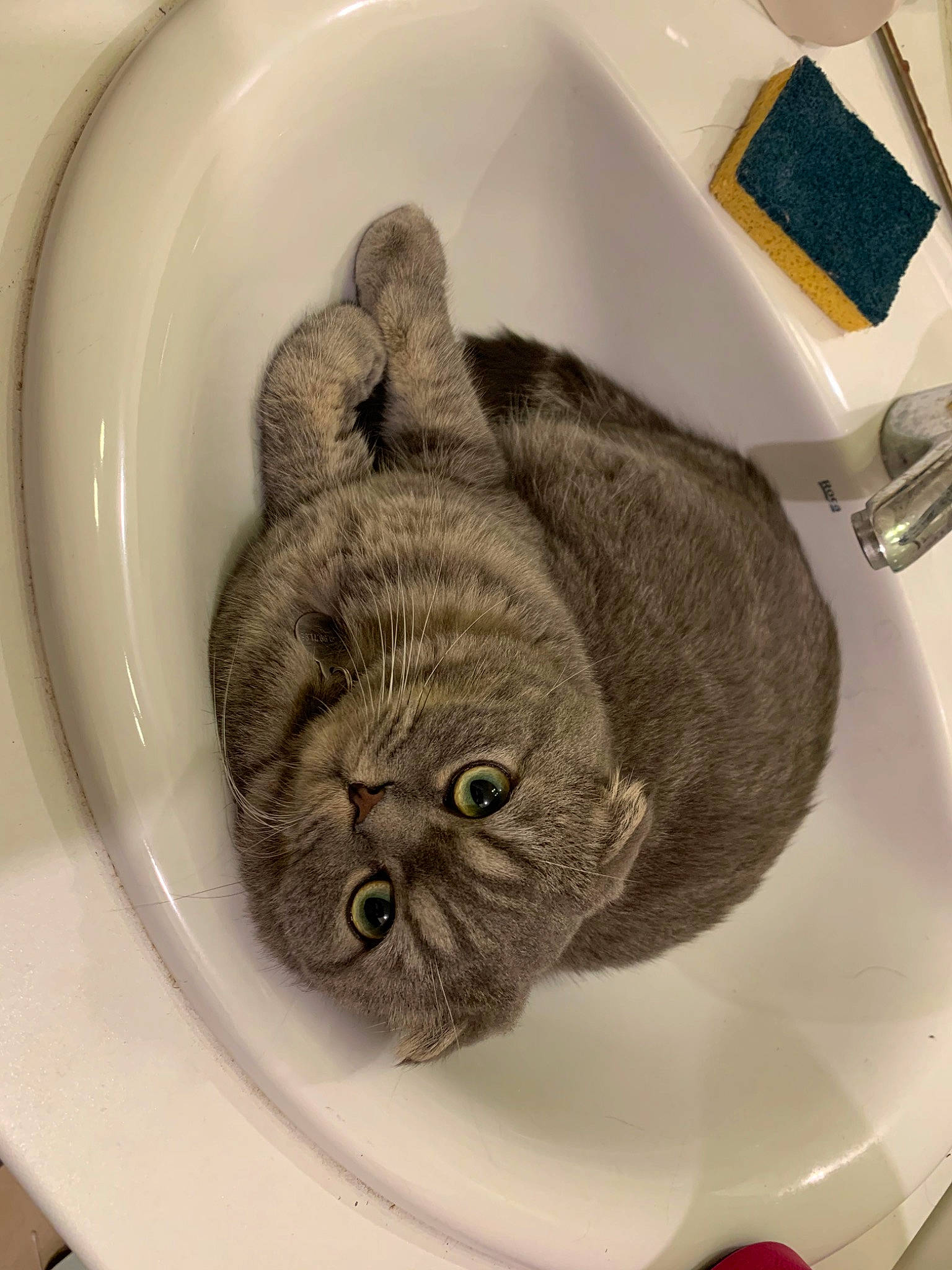 Opy a rejoint le concours — aidez-le/la à gagner de superbes lots ! british_shorthair, carnivore, cat, domestic_short_haired_cat, felidae, plumbing_fixture, small_to_medium_sized_cats, snout, washing, whiskers