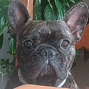 Ruby participe au concours pour gagner de l'argent avec cette photo : bulldog, canidae, carnivore, collar, companion_dog, dog, dog_breed, dog_collar, ear, fawn, french_bulldog, non_sporting_group, plant, pug, snout, terrestrial_animal, toy_dog, whiskers, working_animal, wrinkle
