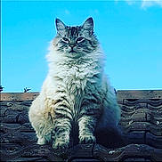 Mya a rejoint le concours — aidez-le/la à gagner de superbes lots ! angora, animal, cat, cloud, face, head, kitten, landscape, manx, nature, outdoors, person, pet, photography, portrait, rock, siamese, sky, slate, wood