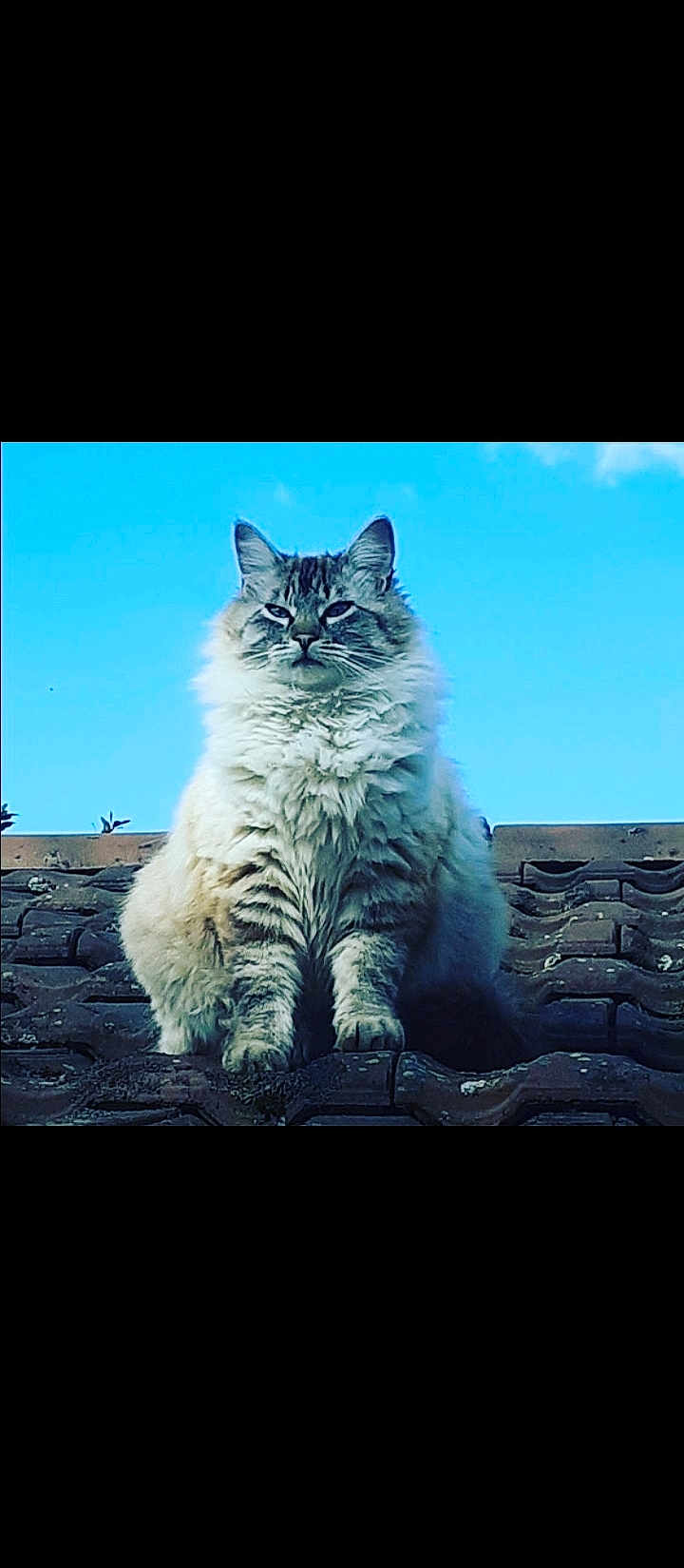 Mya