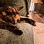 cat, tortoiseshell, sleeping, paw, couch, furniture, indoor, pet, relaxing, cozy, fur, whiskers, closeup, home, animal, mammal, domestic, cute, resting, soft