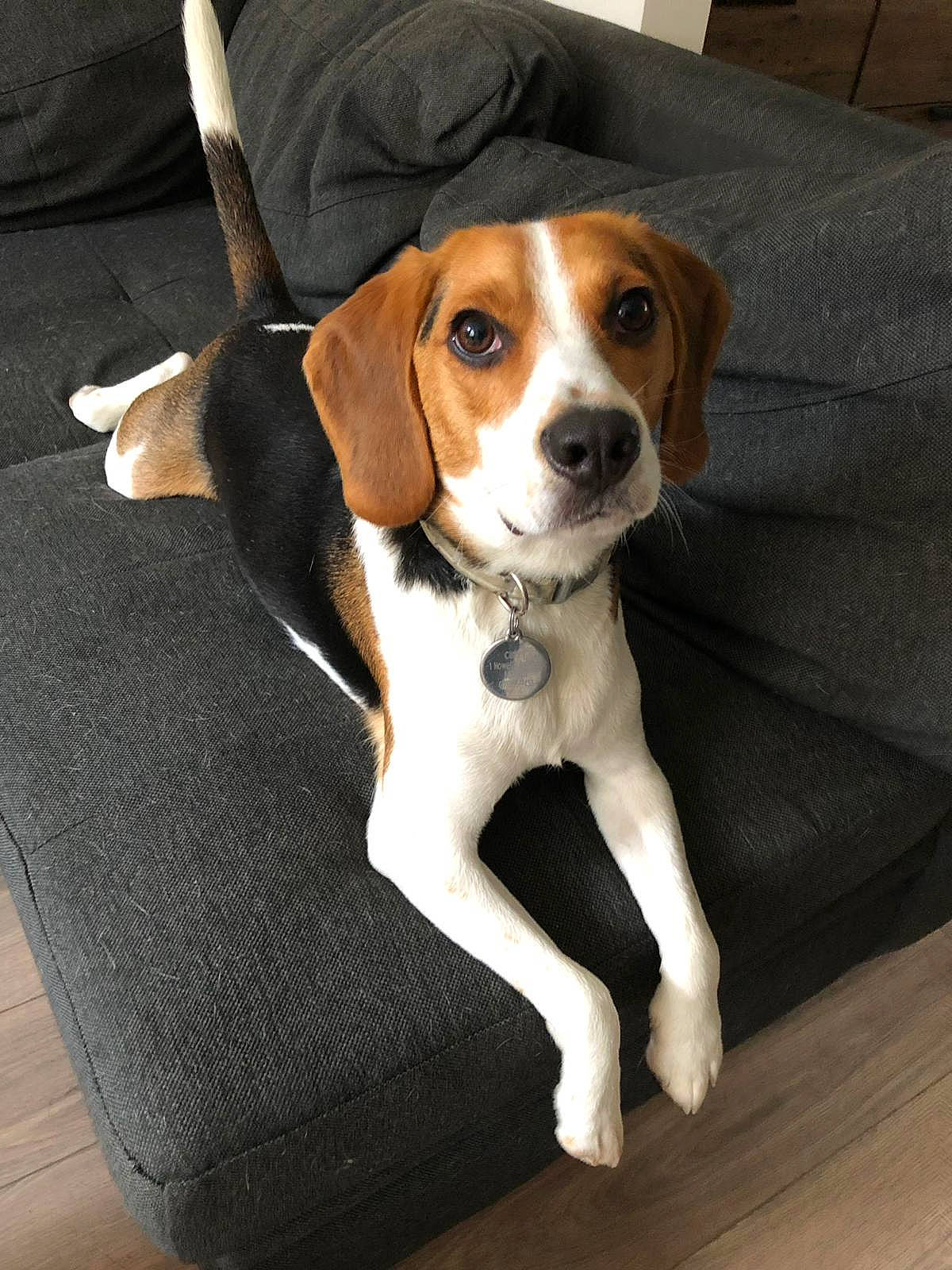 Jeremy joined the competition — help win amazing prizes! american_foxhound, beagle, beagle_harrier, beaglier, canidae, carnivore, companion_dog, dog, dog_breed, english_foxhound, estonian_hound, finnish_hound, grand_anglo_francais_tricolore, hamiltonstovare, harrier, mammal, pocket_beagle, serbian_tricolour_hound, treeing_walker_coonhound, vertebrate