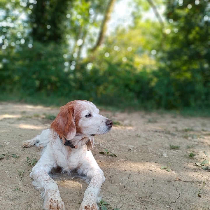 Nougat a rejoint le concours — aidez-le/la à gagner de superbes lots ! dog, outdoor, nature, animal, pet, laying_down, grass, sunlight, forest, brown_and_white, collar, quiet, peaceful, daytime, mammal, canine, fur, relaxed, ground, trees