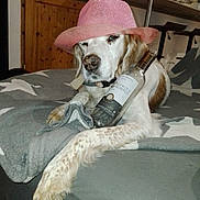 Douska participe au concours pour gagner de l'argent avec cette photo : dog, bed, blanket, pink_hat, bottle, relaxed, indoor, animal, pet, fur, white_and_brown, wooden_door, couch, resting, domestic, cozy, funny_hat, paw, sleepy, casual