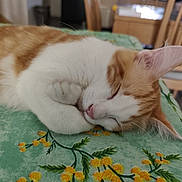 Aiko a rejoint le concours — aidez-le/la à gagner de superbes lots ! animal, blanket, cat, close_up, cozy, cute, ear, feline, floral_pattern, indoor, nap, orange_cat, paws, peaceful, pet, resting, sleeping, soft, whiskers, white_cat