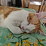 animal, blanket, cat, close_up, cozy, cute, ear, feline, floral_pattern, indoor, nap, orange_cat, paws, peaceful, pet, resting, sleeping, soft, whiskers, white_cat