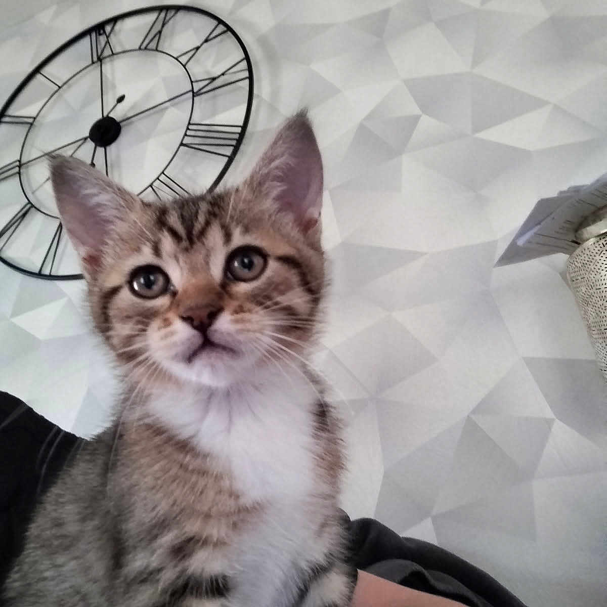 Ruby a rejoint le concours — aidez-le/la à gagner de superbes lots ! animal, cat, clock, closeup, cute, domestic, ear, eyes, feline, fur, geometric_pattern, indoor, kitten, mammal, pet, portrait, tabby, wall, whiskers, young