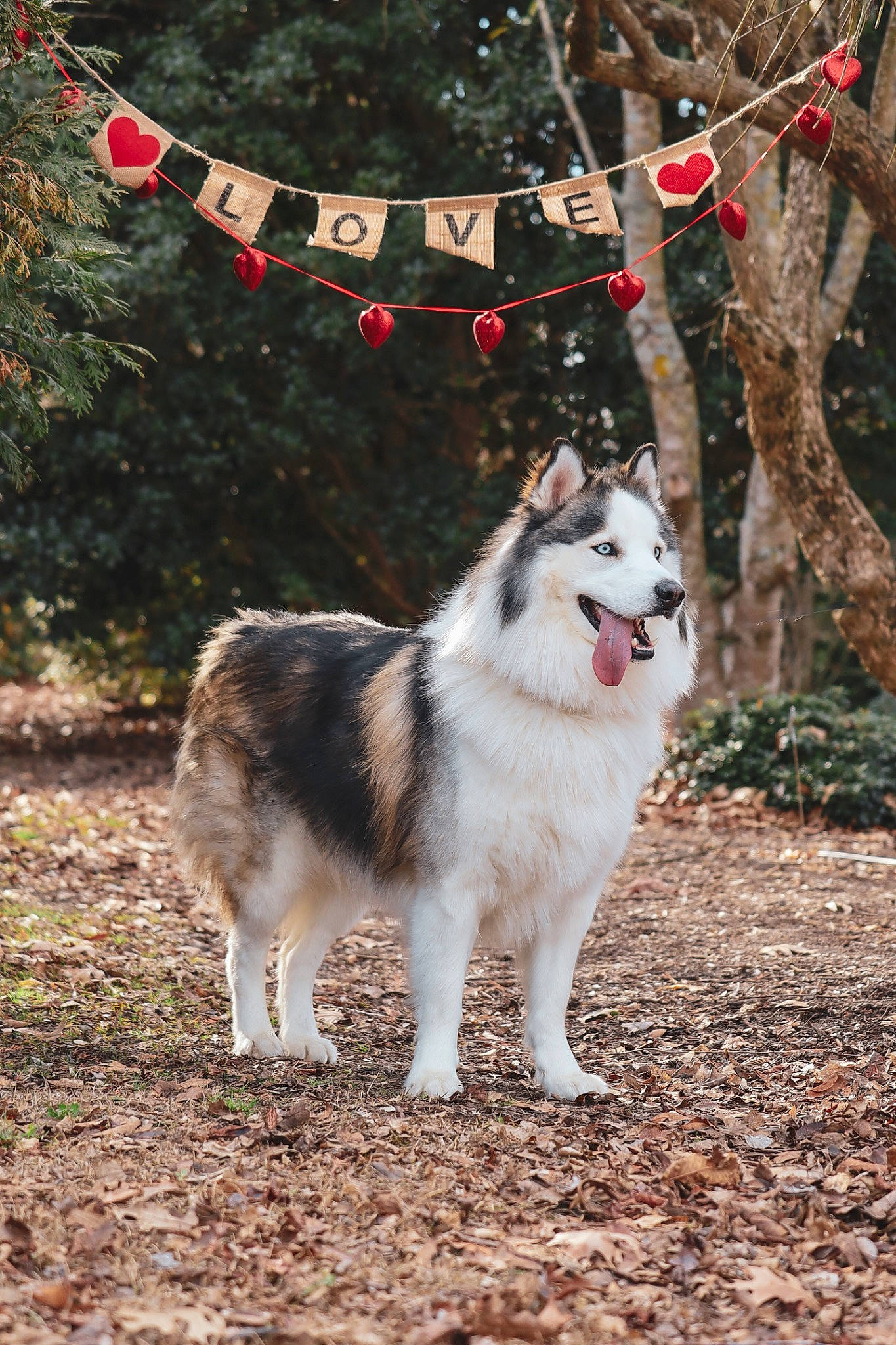 Stark is registered to the contest to win money with this photo: ancient_dog_breeds, canidae, canis, carnivore, companion_dog, dog, dog_breed, fur, grass, plant, sled_dog, sporting_group, terrestrial_animal, tree, working_animal, working_dog