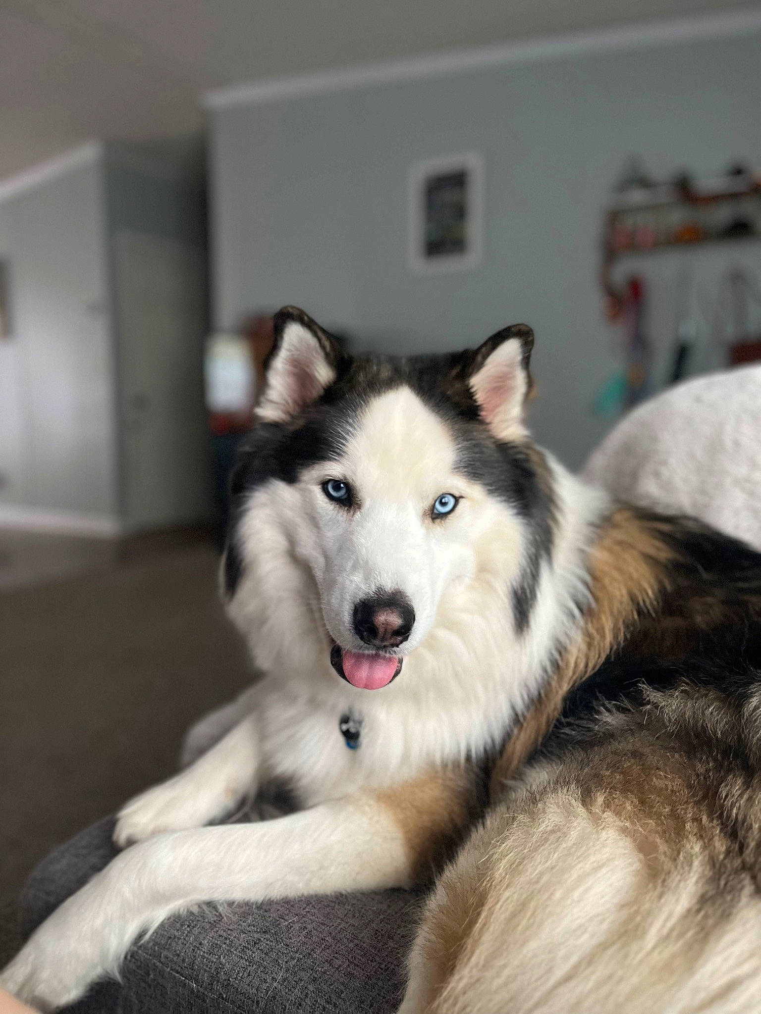 Stark is registered to the contest to win money with this photo: carnivore, companion_dog, dog, dog_breed, fur, sled_dog, snout, terrestrial_animal, working_dog