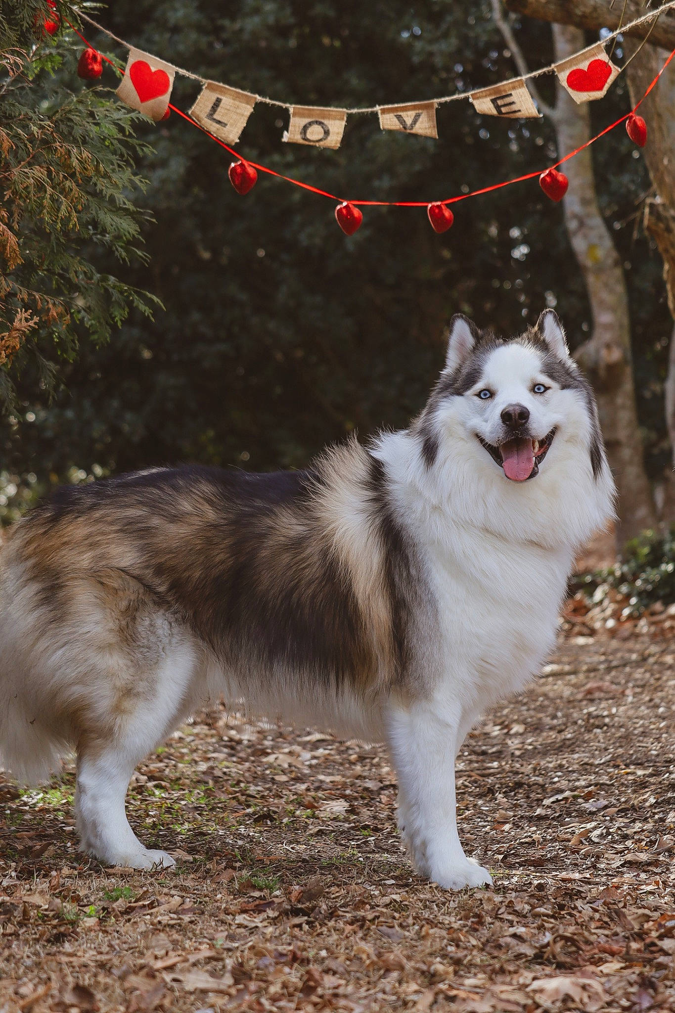 Stark joined the competition — help win amazing prizes! ancient_dog_breeds, canidae, carnivore, collar, companion_dog, dog, dog_breed, fur, grass, plant, sled_dog, snout, sporting_group, tail, tree, working_dog