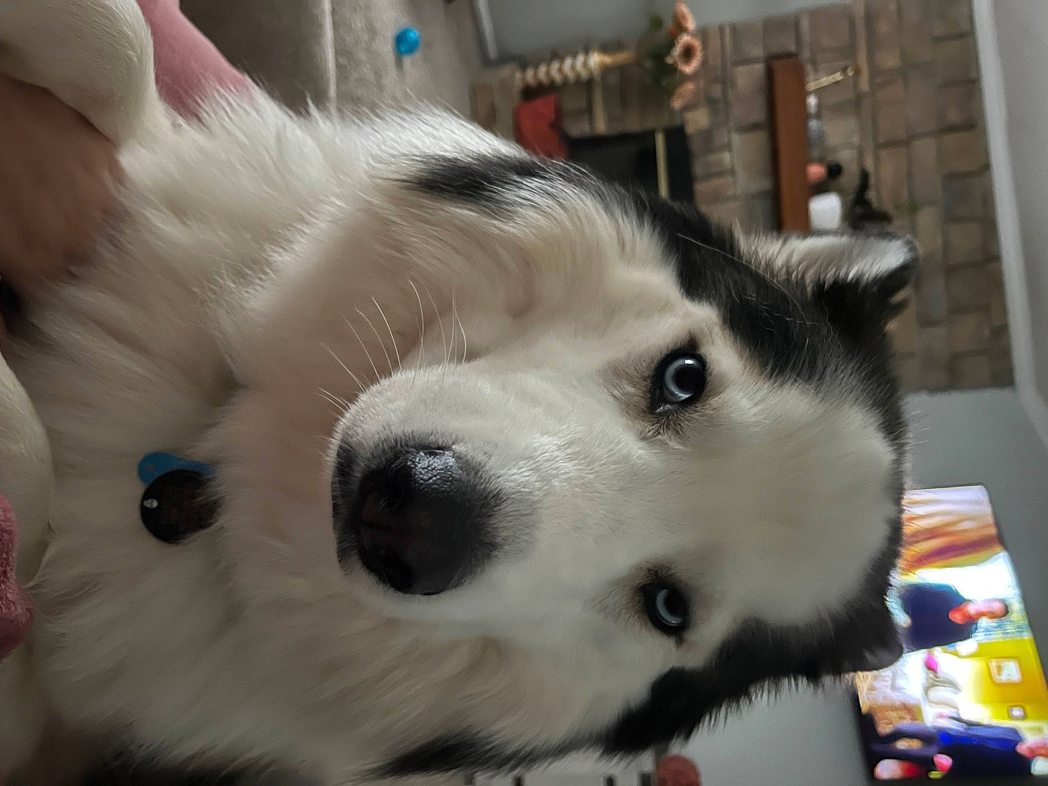 Stark joined the competition — help win amazing prizes! ancient_dog_breeds, canidae, carnivore, collar, companion_dog, dog, dog_breed, dog_collar, eyelash, fur, non_sporting_group, pet_supply, snout, sporting_group, terrestrial_animal, whiskers, working_animal, working_dog