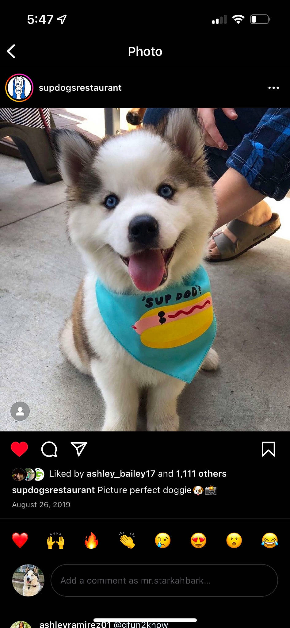 Stark is registered to the contest to win money with this photo: ball, canidae, carnivore, companion_dog, dog, dog_breed, dog_supply, dog_toy, font, fur, happy, paw, photo_caption, photograph, screenshot, shorts, sled_dog, snapshot, snout, sock