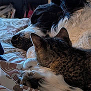 Buddy joined the competition — help win amazing prizes! animal, bed, blanket, cat, closeup, companion, cozy, cute, dog, domestic, friendship, fur, home, indoor, newspaper, pets, relaxation, resting, sleeping, snuggle
