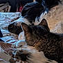animal, bed, blanket, cat, closeup, companion, cozy, cute, dog, domestic, friendship, fur, home, indoor, newspaper, pets, relaxation, resting, sleeping, snuggle
