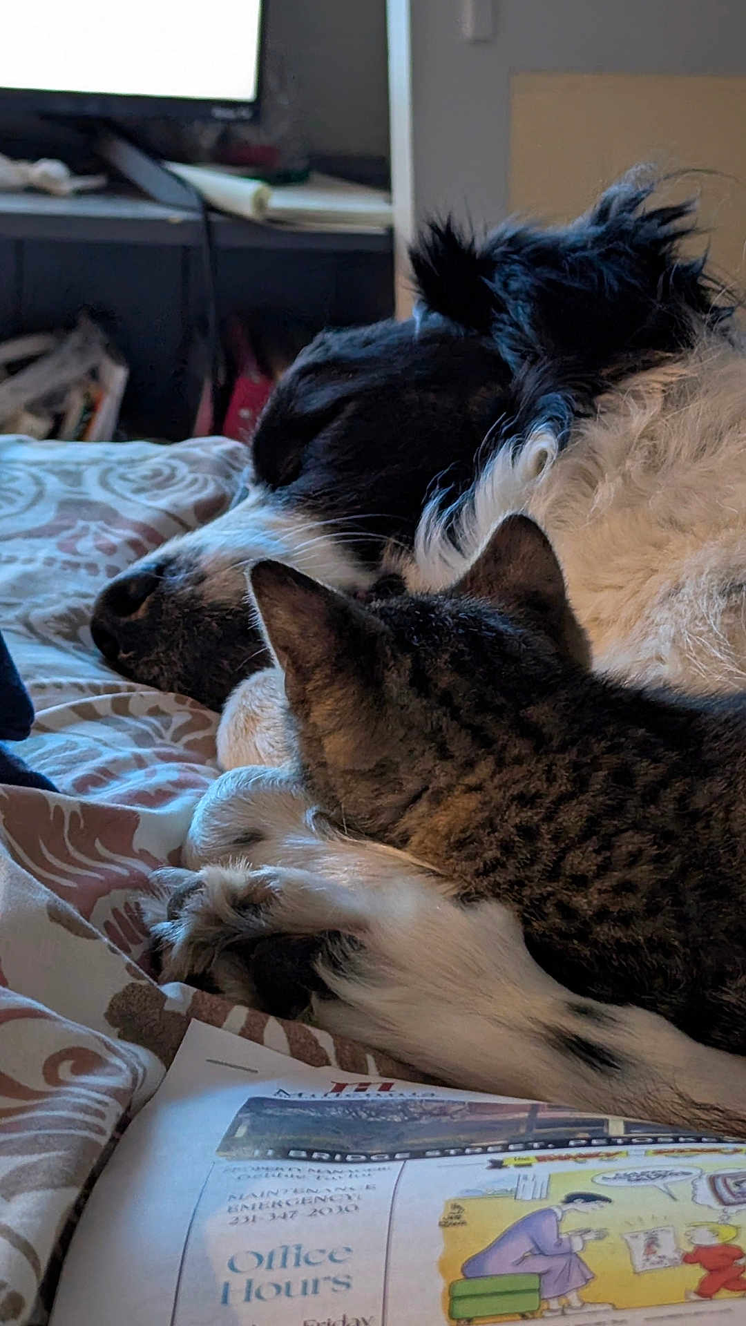 Buddy