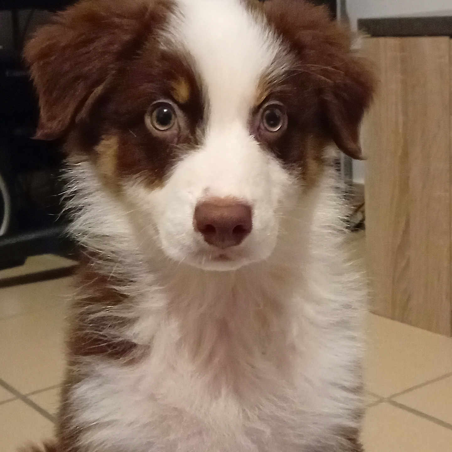 Vinyl participe au concours pour gagner de l'argent avec cette photo : animal, canine, chihuahua, cockerspaniel, collie, dog, eskimodog, hardwood, hound, husky, machine, papillon, pet, poodle, puppy, snout, spoke, terrier, wood