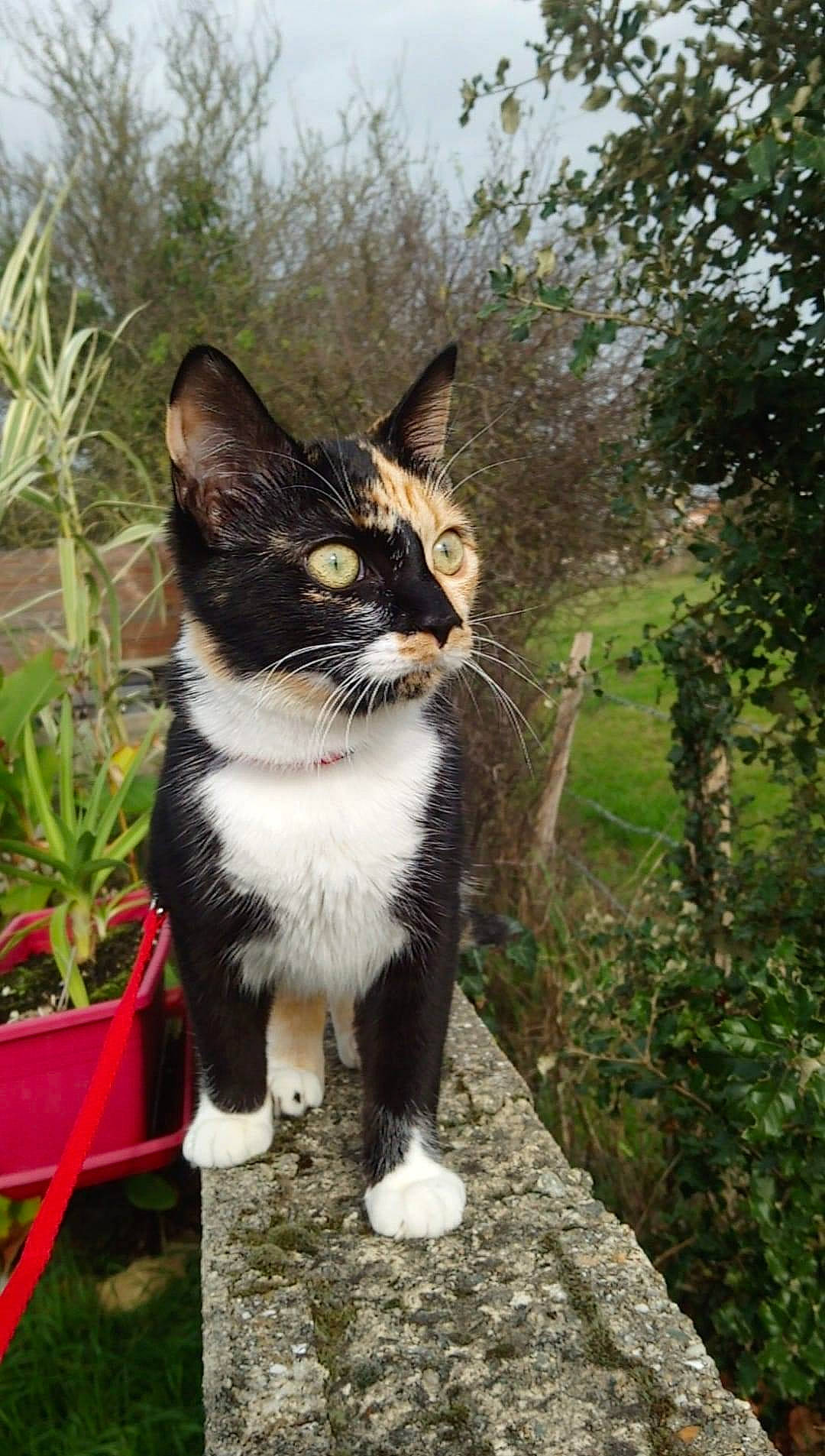 Boo participe au concours pour gagner de l'argent avec cette photo : art, canidae, carnivore, cat, domestic_short_haired_cat, felidae, flowerpot, formal_wear, fur, grass, herb, houseplant, plant, small_to_medium_sized_cats, snout, tail, terrestrial_animal, tree, whiskers, window