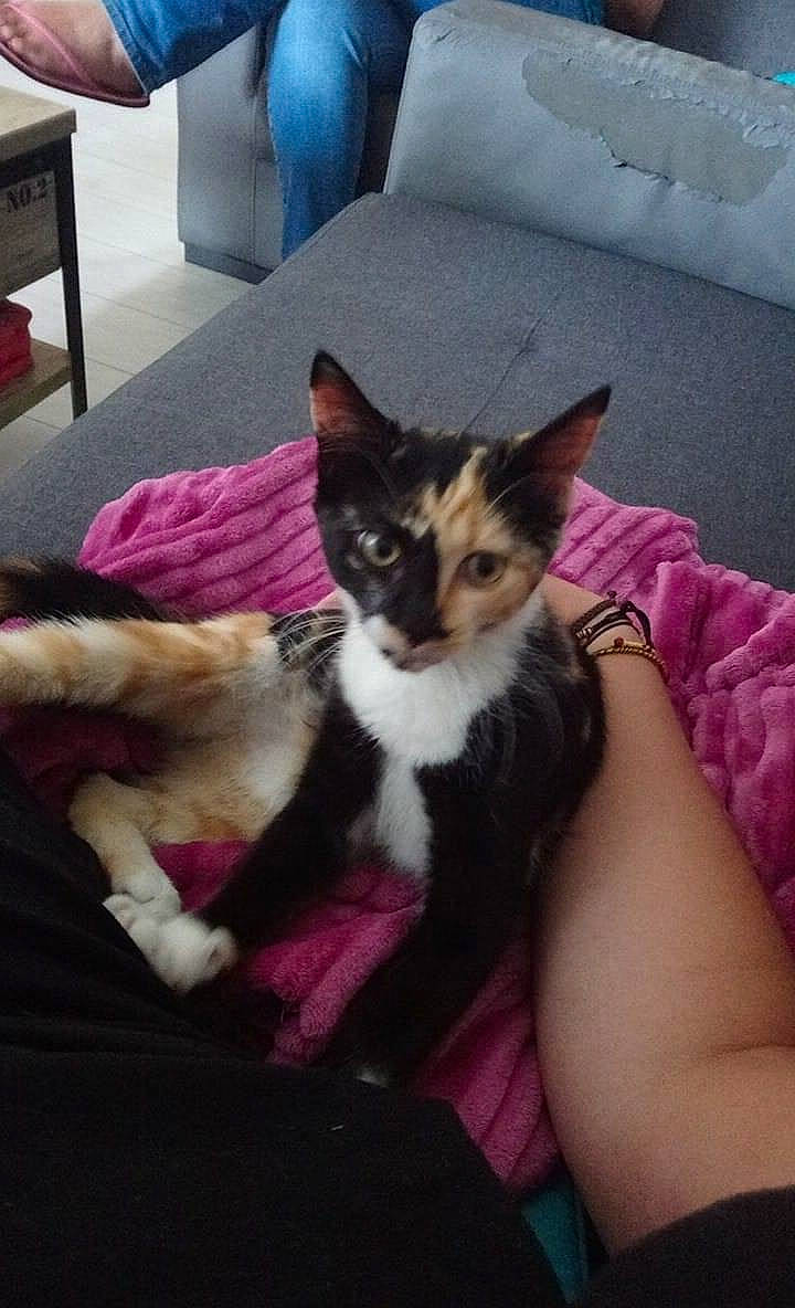 Boo a rejoint le concours — aidez-le/la à gagner de superbes lots ! carnivore, cat, claw, comfort, couch, domestic_short_haired_cat, eye, felidae, fur, iris, lap, living_room, paw, room, sitting, small_to_medium_sized_cats, tail, textile, throw_pillow, whiskers