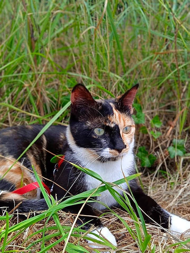 Boo a rejoint le concours — aidez-le/la à gagner de superbes lots ! carnivore, cat, collar, dog_breed, domestic_short_haired_cat, felidae, fur, grass, grassland, groundcover, herb, plant, small_to_medium_sized_cats, snout, tail, terrestrial_animal, terrestrial_plant, tree, whiskers, wildlife