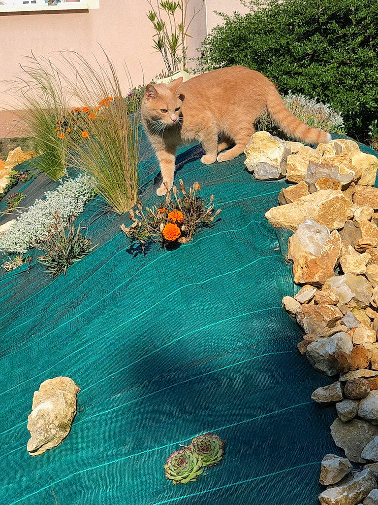 Romy participe au concours pour gagner de l'argent avec cette photo : carnivore, chair, fawn, felidae, flooring, garden, grass, green, groundcover, landscape, linens, plant, rock, small_to_medium_sized_cats, soil, table, tablecloth, tail, whiskers, wood