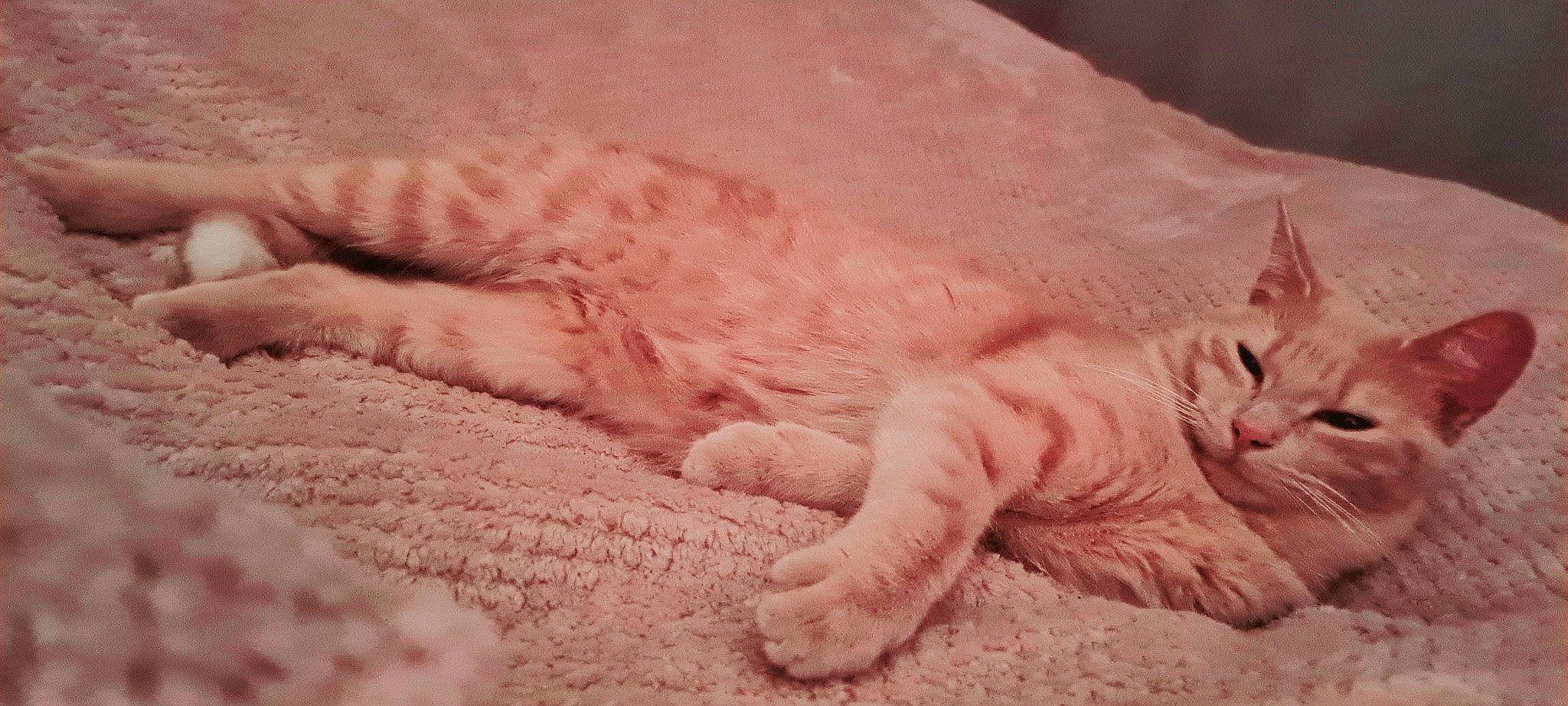 Romy participe au concours pour gagner de l'argent avec cette photo : carnivore, cat, claw, comfort, domestic_short_haired_cat, fawn, felidae, fur, nap, paw, peach, sand, small_to_medium_sized_cats, snout, tail, terrestrial_animal, whiskers, wildlife, wood, wrinkle