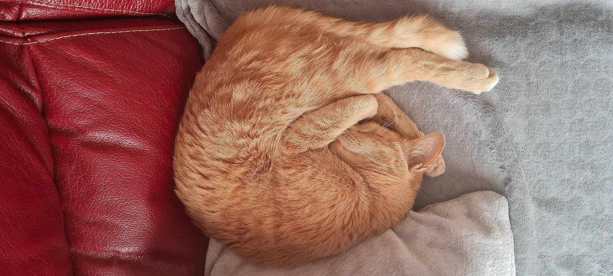 Romy a rejoint le concours — aidez-le/la à gagner de superbes lots ! brown, canidae, carnivore, cat, comfort, companion_dog, dog_breed, ear, fawn, felidae, leg, linens, liver, small_to_medium_sized_cats, snout, sporting_group, tail, whiskers, wood, wrinkle