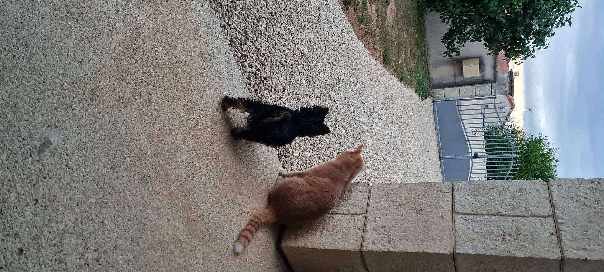 Romy a rejoint le concours — aidez-le/la à gagner de superbes lots ! asphalt, building, carnivore, cat, domestic_short_haired_cat, fawn, felidae, flooring, grey, human_leg, plant, road_surface, sidewalk, small_to_medium_sized_cats, tail, tints_and_shades, tree, whiskers, window, wood