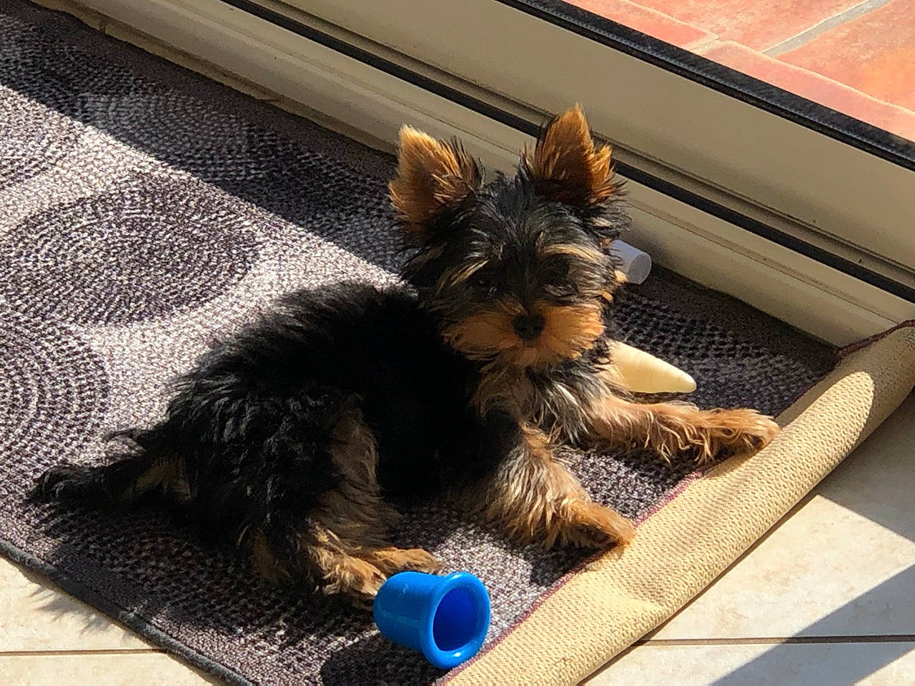 Snoopy participe au concours pour gagner de l'argent avec cette photo : australian_terrier, carnivore, companion_dog, dog, dog_breed, dog_supply, fashion_accessory, flooring, fur, mammal, paw, small_terrier, sporting_group, tail, terrier, toy, toy_dog, vertebrate, working_animal, yorkipoo