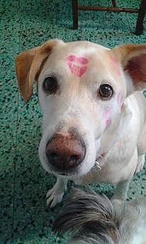 Paco participe au concours pour gagner de l'argent avec cette photo : adventure, canidae, carnivore, companion_dog, dog, dog_breed, ear, fawn, hunting_dog, labrador_retriever, mammal, non_sporting_group, nose, pit_bull, rare_breed_dog, snout, sporting_group, street_dog, vertebrate