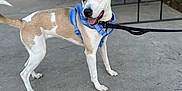 Maryjane is registered to the contest to win money with this photo: dog, canine, pet, leash, harness, outdoor, concrete, playful, alert, beige, white, ears, tongue, table, greenery, wall, side_view, standing, daylight, animal