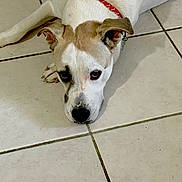 Maryjane is registered to the contest to win money with this photo: dog, pet, lying_down, white_fur, brown_spots, red_collar, floor_tiles, indoors, animal, canine, looking_up, cute, domestic, mammal, ears, nose, paws, resting, close_up, expression