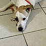dog, pet, lying_down, white_fur, brown_spots, red_collar, floor_tiles, indoors, animal, canine, looking_up, cute, domestic, mammal, ears, nose, paws, resting, close_up, expression