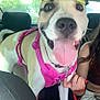 dog, car, pink_harness, cap, tongue_out, happy, pet, leash, human_hand, seat, window, daylight, inside_vehicle, close_up, brown_and_white_dog, smiling, rear_seat, casual_clothing, person, joyful