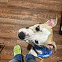 dog, pet, blue_harness, wooden_floor, slippers, jeans, person, looking_up, curious, brown_and_white, indoors, flooring, canine, domestic_animal, companion, standing, cute, ears, whiskers, snout