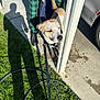 dog, person, leash, towel, plaid_pants, grass, sidewalk, shadow, hose, wet, outdoor, sunlight, concrete, vehicle, black_shoes, pet, bath, daytime, building_structure, collar