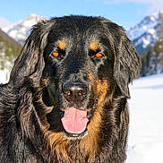 Plambix a rejoint le concours — aidez-le/la à gagner de superbes lots ! animal, black_dog, blue_sky, canine, close_up, cold_weather, dog, friendly, fur, happy, mountains, nature, outdoor, pet, portrait, scenic, snow, tan_markings, tongue_out, winter