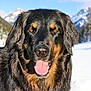 animal, black_dog, blue_sky, canine, close_up, cold_weather, dog, friendly, fur, happy, mountains, nature, outdoor, pet, portrait, scenic, snow, tan_markings, tongue_out, winter
