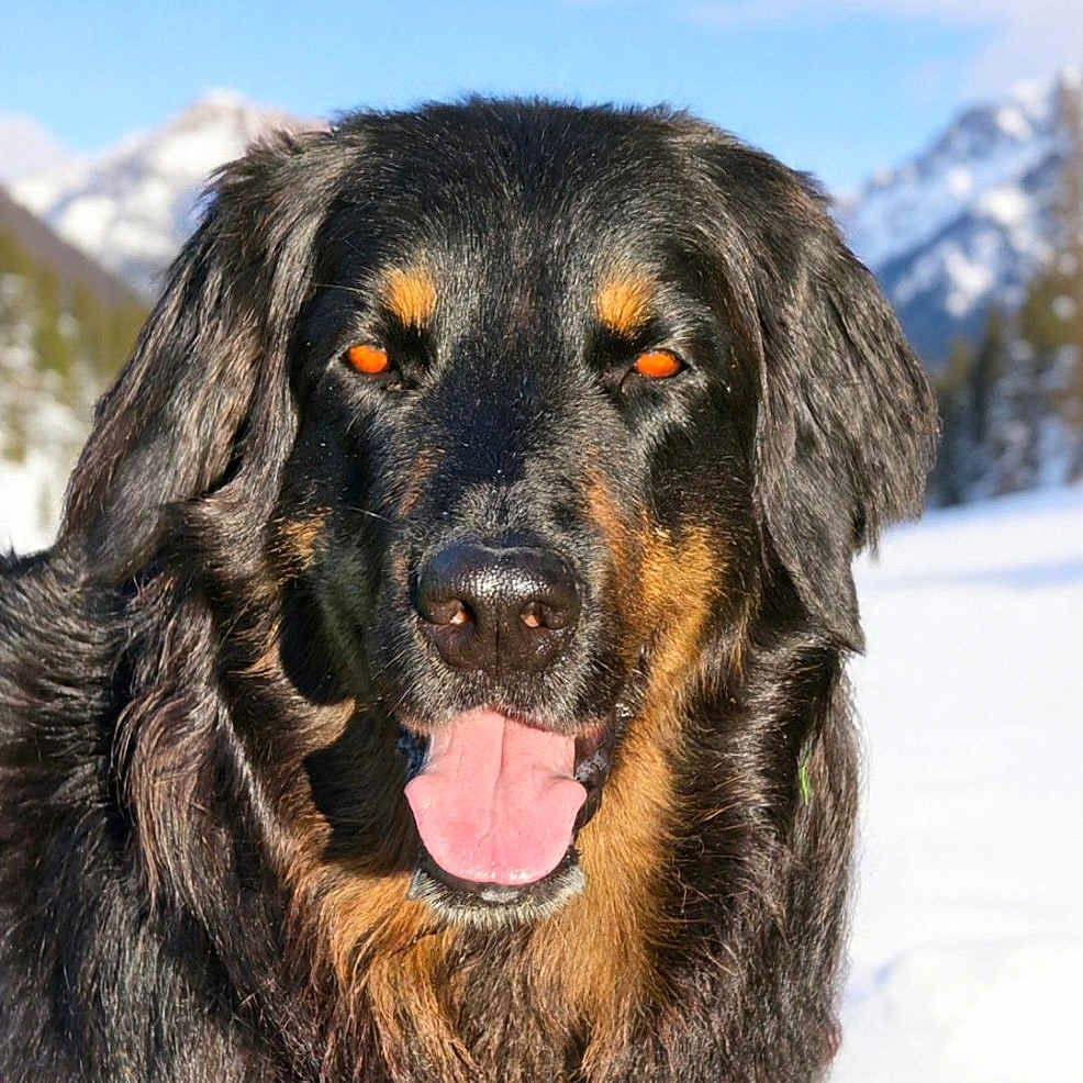 Plambix a rejoint le concours — aidez-le/la à gagner de superbes lots ! animal, black_dog, blue_sky, canine, close_up, cold_weather, dog, friendly, fur, happy, mountains, nature, outdoor, pet, portrait, scenic, snow, tan_markings, tongue_out, winter
