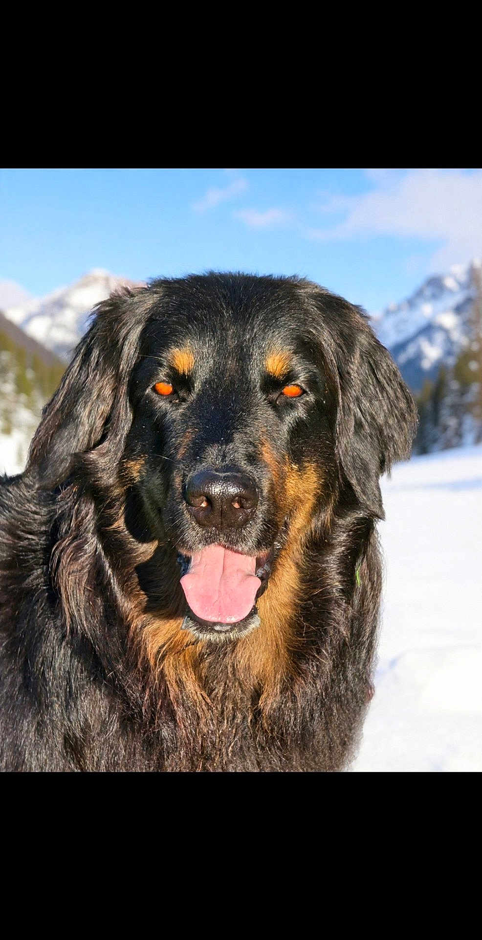 Plambix a rejoint le concours — aidez-le/la à gagner de superbes lots ! animal, black_dog, blue_sky, canine, close_up, cold_weather, dog, friendly, fur, happy, mountains, nature, outdoor, pet, portrait, scenic, snow, tan_markings, tongue_out, winter