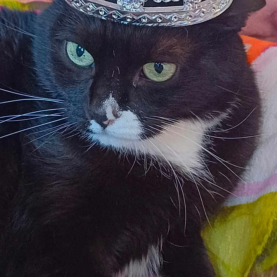 My-Lê participe au concours pour gagner de l'argent avec cette photo : accessories, amethyst, animal, blackcat, cat, couch, crown, crystal, diamond, featherboa, furniture, gemstone, jewelry, kitten, manx, necklace, ornament, pet, tiara, turquoise
