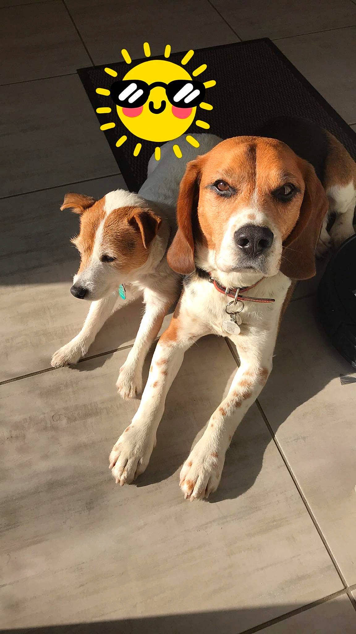 Gospel participe au concours pour gagner de l'argent avec cette photo : ancient_dog_breeds, ball, beagle, beagle_harrier, canidae, carnivore, companion_dog, dog, dog_breed, fawn, finnish_hound, hound, paw, photo_caption, scent_hound, snout, sporting_group, street_dog, tail, working_dog